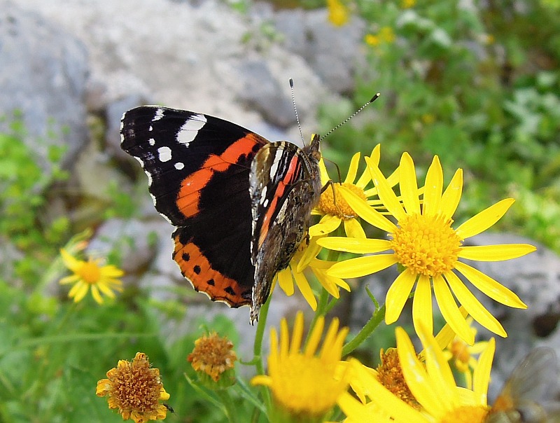 Vanessa Atalanta