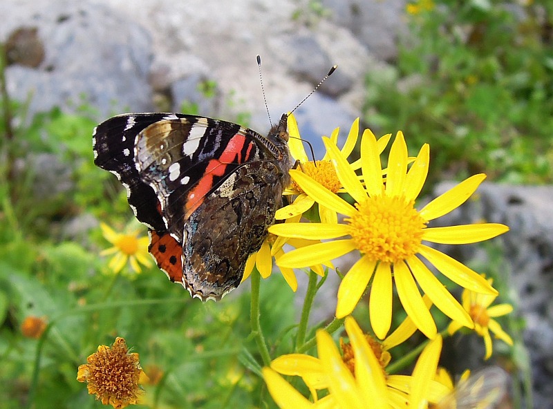 Vanessa Atalanta