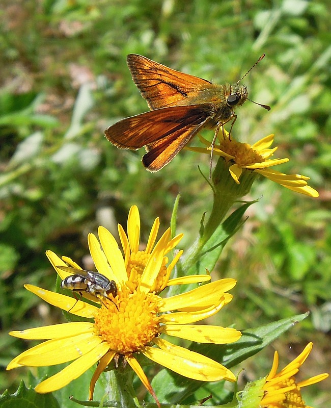 Ochlodes sylvanus?