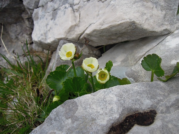 Ranunculus magellensis / Ranuncolo della Majella