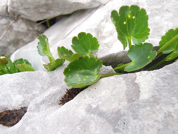 Ranunculus magellensis / Ranuncolo della Majella