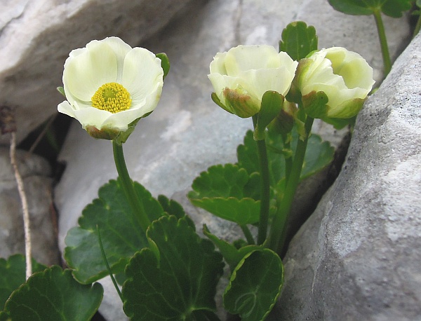 Ranunculus magellensis / Ranuncolo della Majella