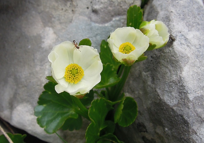 Ranunculus magellensis / Ranuncolo della Majella