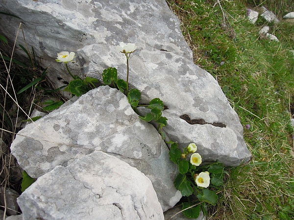 Ranunculus magellensis / Ranuncolo della Majella