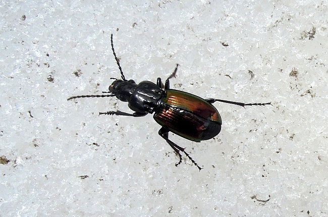 Pterostichus (Oreophilus) bicolor bicolor sulla neve