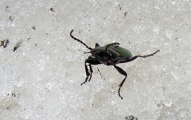 Pterostichus (Oreophilus) bicolor bicolor sulla neve