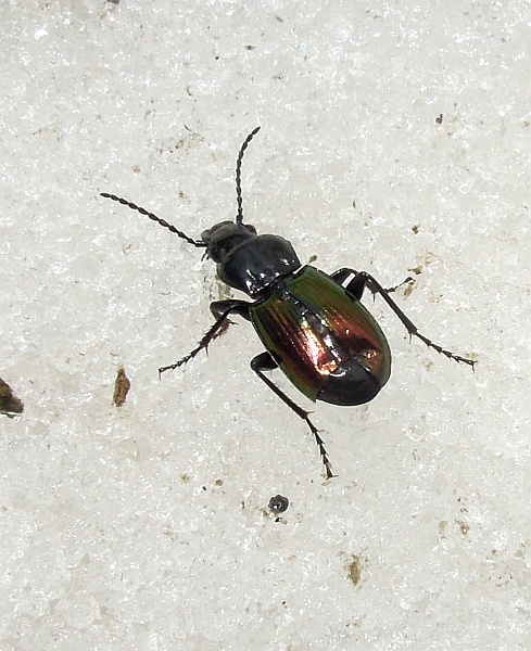 Pterostichus (Oreophilus) bicolor bicolor sulla neve