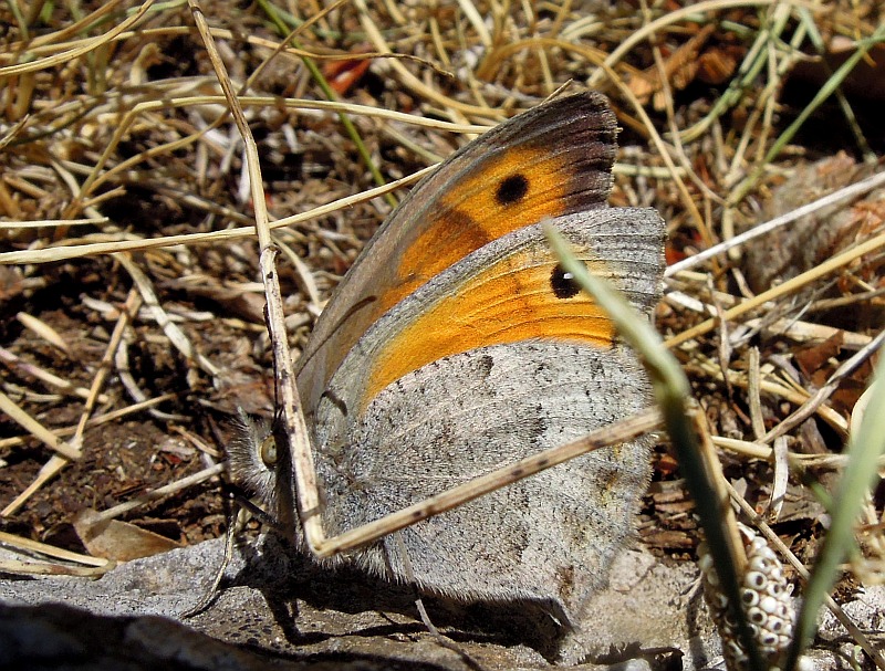 Accoppiamento erebia carmenta - No, Hyponephele lycaon