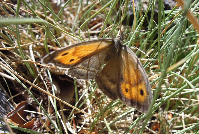 Accoppiamento erebia carmenta - No, Hyponephele lycaon