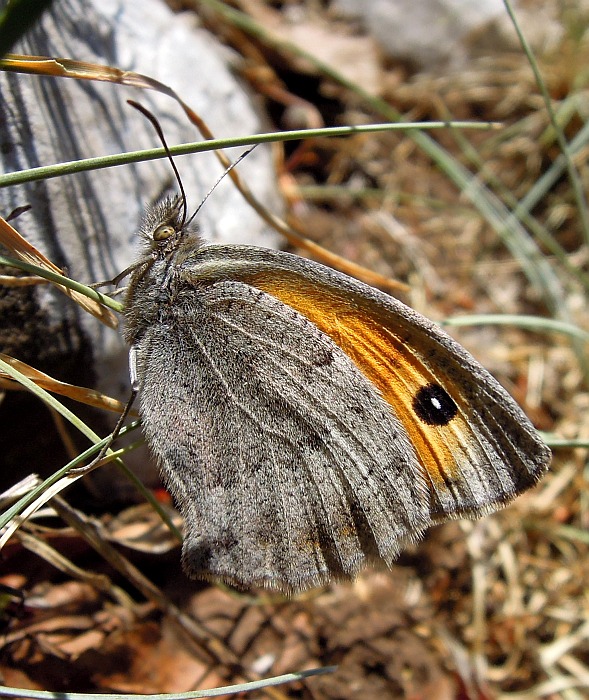 Accoppiamento erebia carmenta - No, Hyponephele lycaon