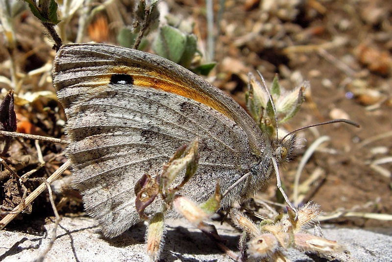 Accoppiamento erebia carmenta - No, Hyponephele lycaon