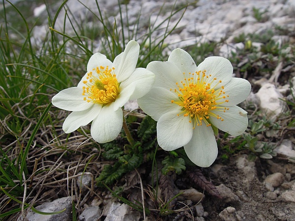 Dryas octopetala / Camedrio alpino