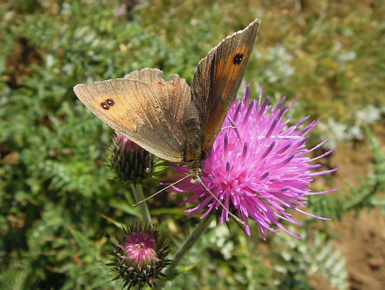 Erebia cassioides? - Si