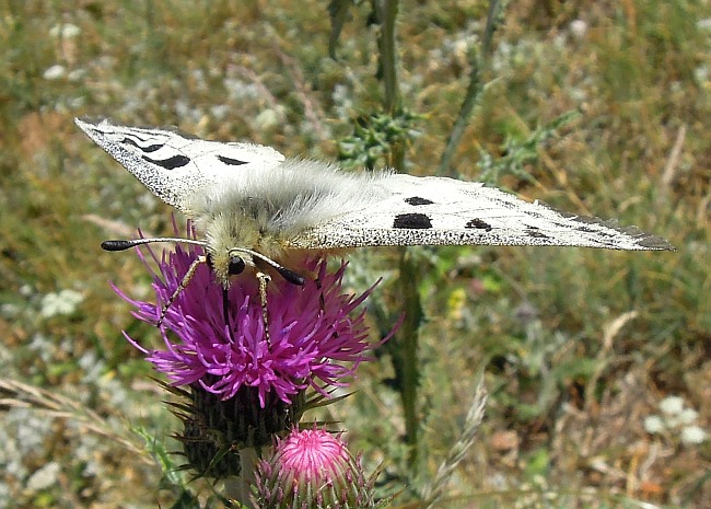 Parnassius apollo