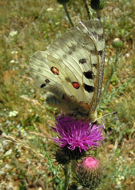 Parnassius apollo