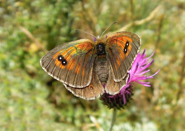 Erebia cassioides? - Si