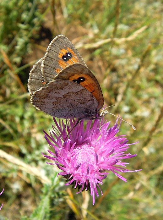 Erebia cassioides? - Si