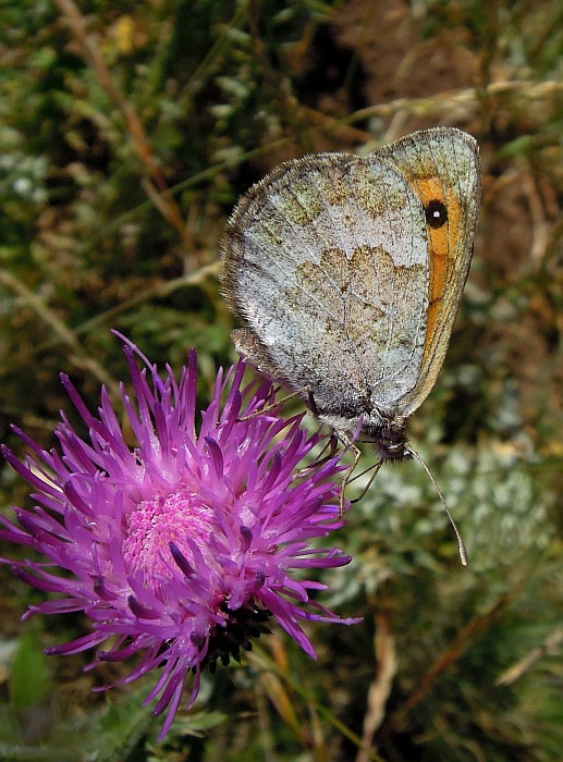 Erebia cassioides? - Si