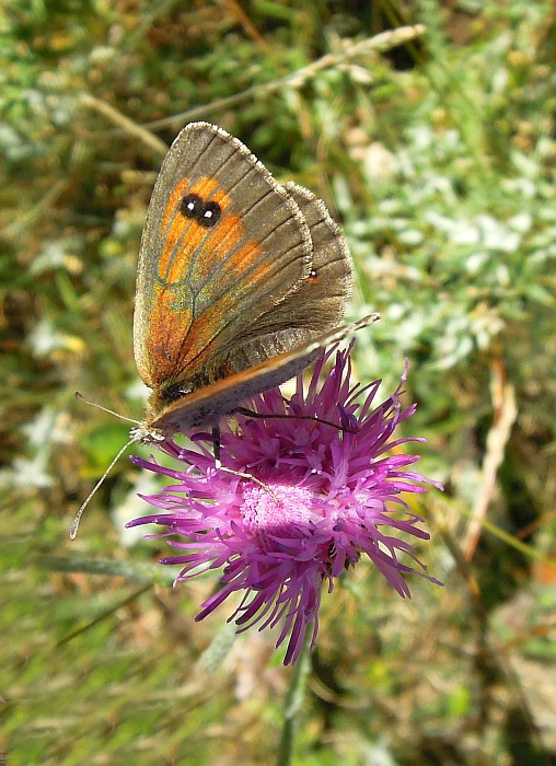 Erebia cassioides? - Si