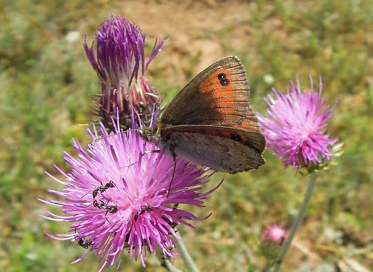 Erebia cassioides? - Si