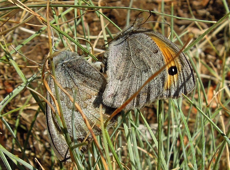 Accoppiamento erebia carmenta - No, Hyponephele lycaon