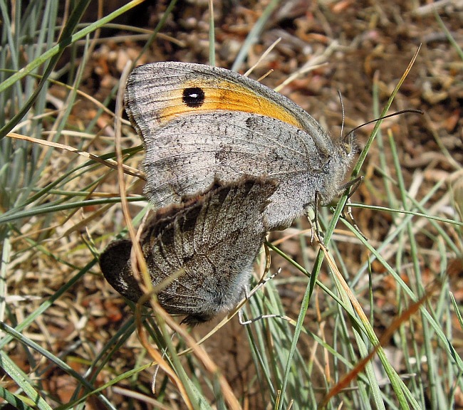 Accoppiamento erebia carmenta - No, Hyponephele lycaon