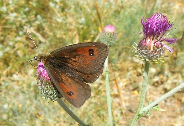 Erebia cassioides? - Si