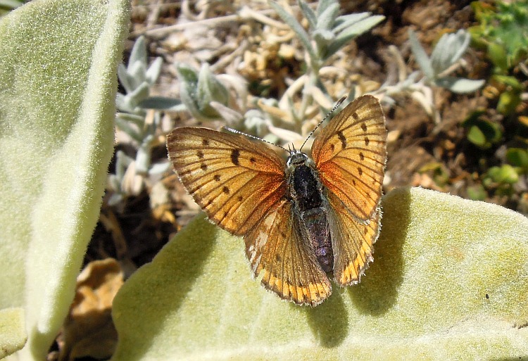 Lycaena alciphron?