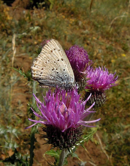 Lycaena alciphron?