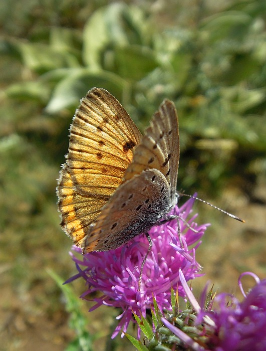 Lycaena alciphron?