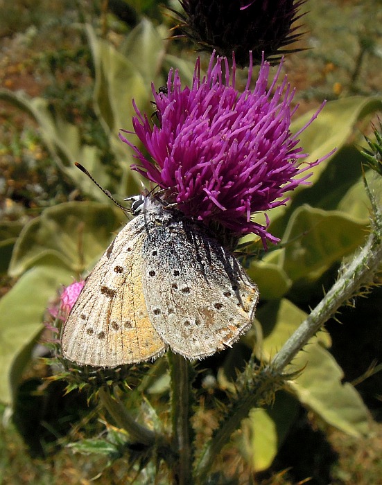 Lycaena alciphron?