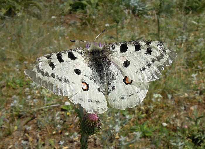 Parnassius apollo