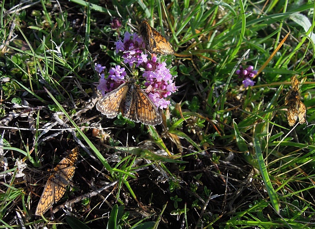 Melitaea ...