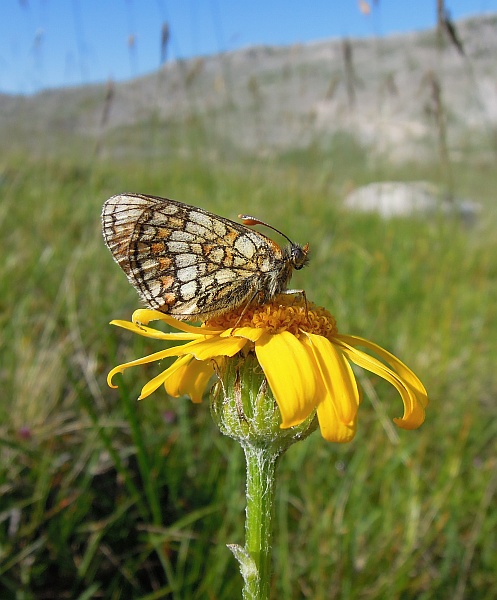 Melitaea ...