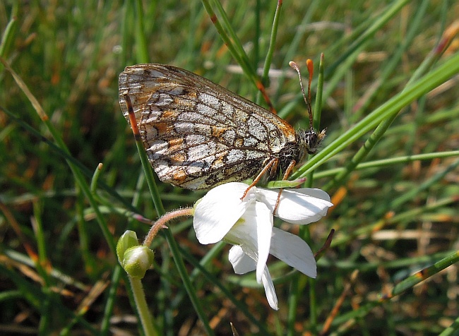 Melitaea ...