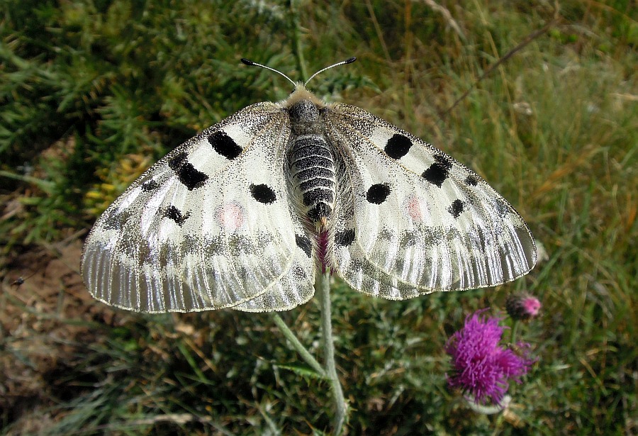 Parnassius apollo