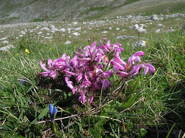 Endemismo dell''App.centro-merid. : Pedicularis elegans