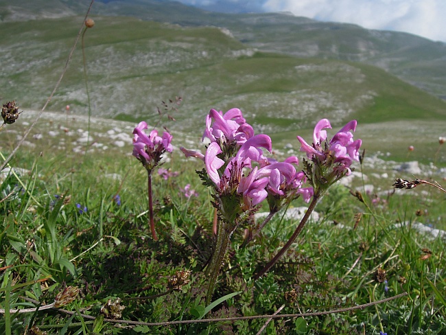 Endemismo dell''App.centro-merid. : Pedicularis elegans