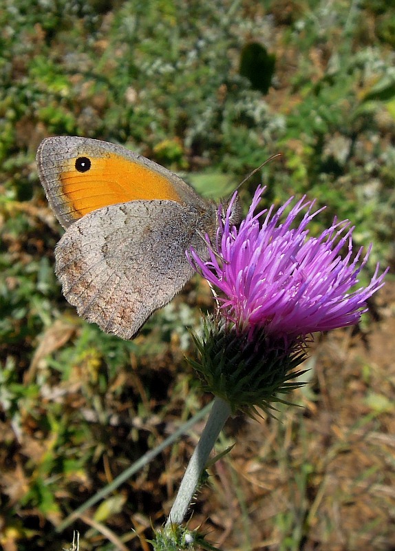 Accoppiamento erebia carmenta - No, Hyponephele lycaon