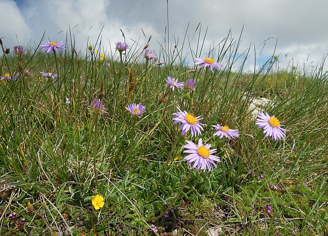 Aster alpinus / Astro alpino