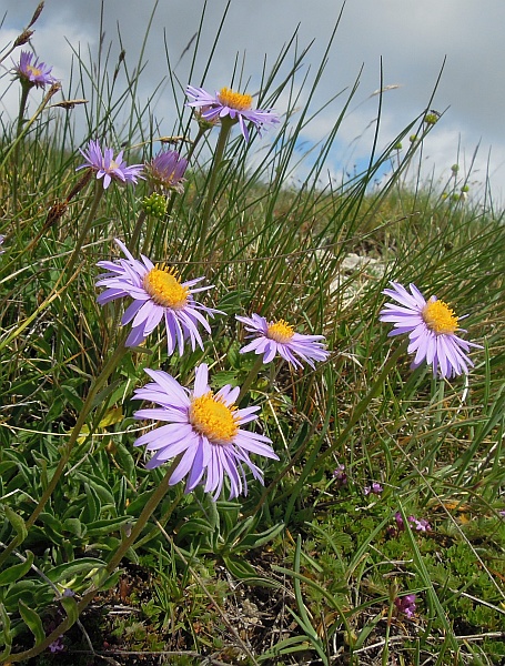 Aster alpinus / Astro alpino