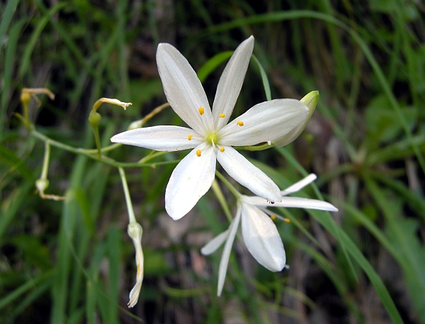 Liliacea - Anthericum liliago.