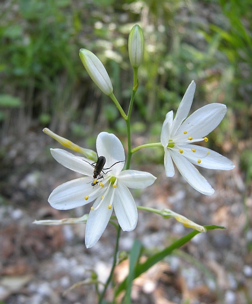 Liliacea - Anthericum liliago.