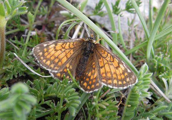 Melitaea ...