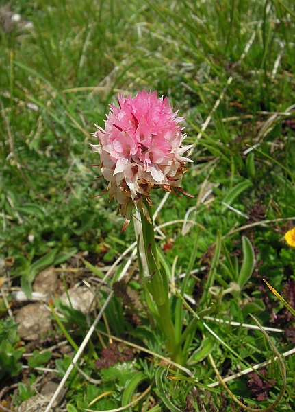 Nigritella widderi