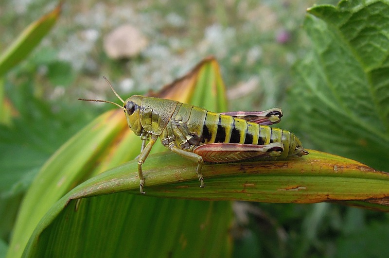 Grilli in accoppiamento da identificare