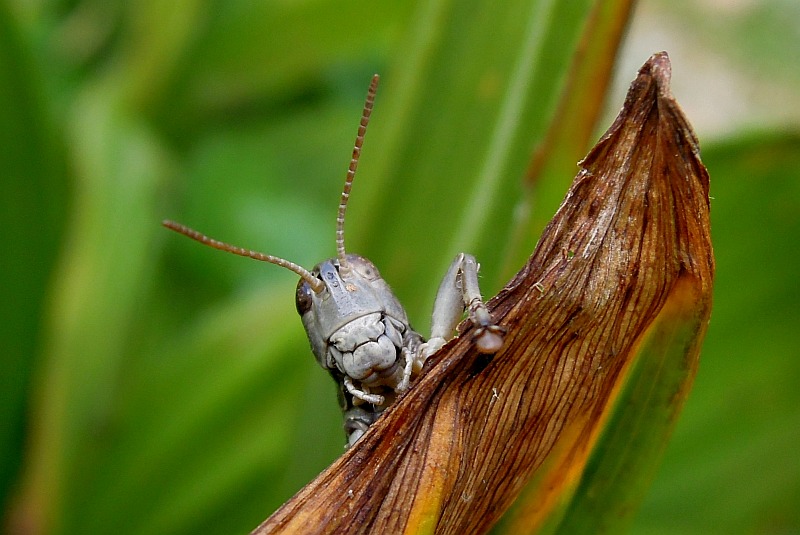 Grilli in accoppiamento da identificare