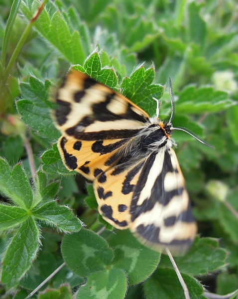 Da determinare - Parasemia plantaginis