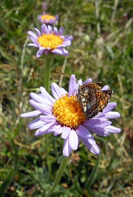 Melitaea