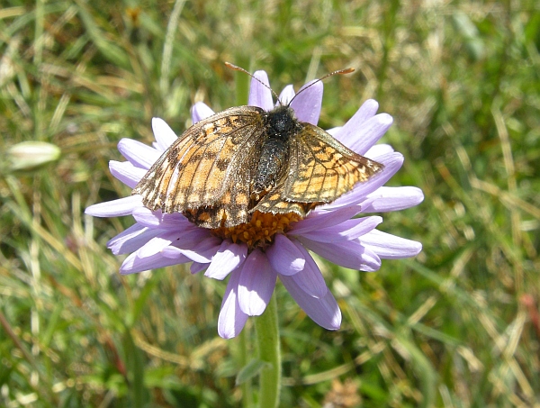 Melitaea